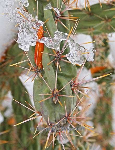 cholla in snow 1 graphic